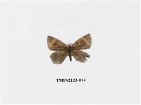 藏品(帶錨紋蛾)的圖片